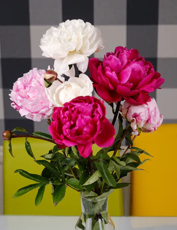 Peony Cut flower Three Colours Mix bouquet - Green's of Ireland Online Garden Shop.  Cut Flowers, Killowen Orchard, Daffodil Bulbs, Tulip Bulbs, Crocus Bulbs, Autumn Bulbs, Bulbs, Cheap Bulbs