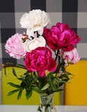 Peony Cut flower Three Colours Mix