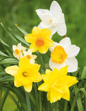 Daffodils Mixed Varieties - Green's of Ireland Online Garden Shop. Flower Bulbs, West Cork Bulbs, Daffodil Bulbs, Tulip Bulbs, Crocus Bulbs, Autumn Bulbs, Bulbs, Cheap Bulbs