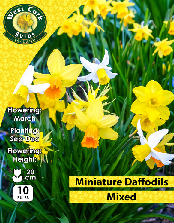 Miniature Daffodils Mixed /p> - Green's of Ireland Online Garden Shop. Flower Bulbs, West Cork Bulbs, Daffodil Bulbs, Tulip Bulbs, Crocus Bulbs, Autumn Bulbs, Bulbs, Cheap Bulbs