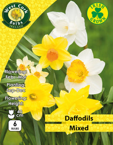 Daffodils Mixed Varieties - Green's of Ireland Online Garden Shop. Flower Bulbs, West Cork Bulbs, Daffodil Bulbs, Tulip Bulbs, Crocus Bulbs, Autumn Bulbs, Bulbs, Cheap Bulbs