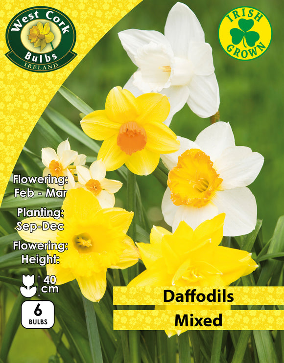Daffodils Mixed Varieties - Green's of Ireland Online Garden Shop. Flower Bulbs, West Cork Bulbs, Daffodil Bulbs, Tulip Bulbs, Crocus Bulbs, Autumn Bulbs, Bulbs, Cheap Bulbs