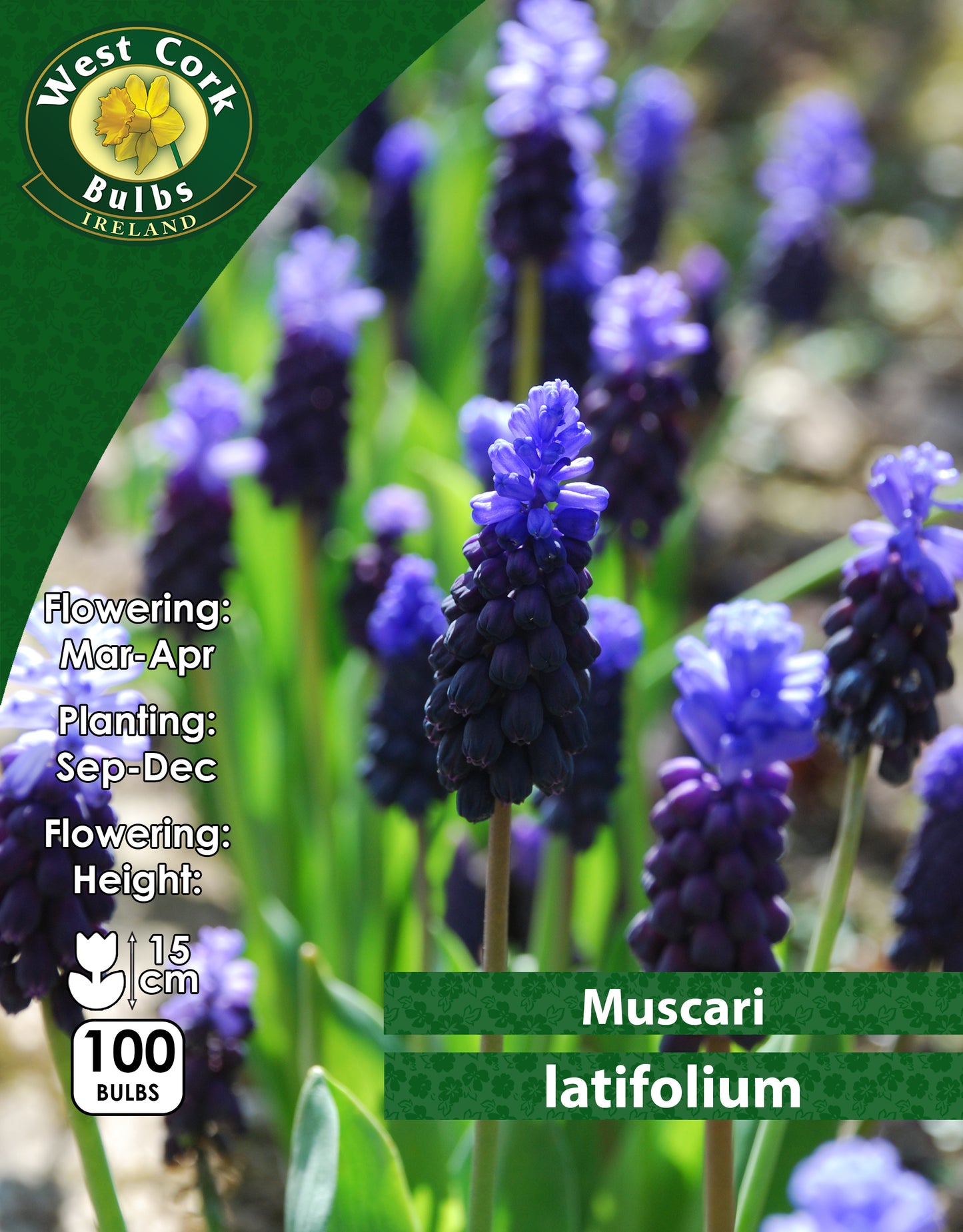 Muscari Latifolium - Green's of Ireland Online Garden Shop. Muscari, West Cork Bulbs, Daffodil Bulbs, Tulip Bulbs, Crocus Bulbs, Autumn Bulbs, Bulbs, Cheap Bulbs