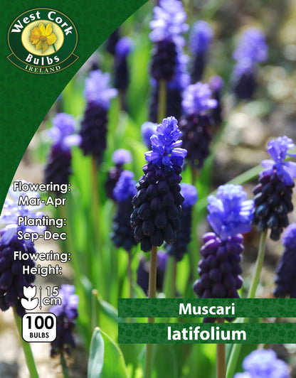 Muscari Latifolium - Green's of Ireland Online Garden Shop. Muscari, West Cork Bulbs, Daffodil Bulbs, Tulip Bulbs, Crocus Bulbs, Autumn Bulbs, Bulbs, Cheap Bulbs