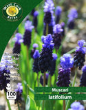 Muscari Latifolium - Green's of Ireland Online Garden Shop. Muscari, West Cork Bulbs, Daffodil Bulbs, Tulip Bulbs, Crocus Bulbs, Autumn Bulbs, Bulbs, Cheap Bulbs