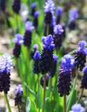 Muscari Latifolium - Green's of Ireland Online Garden Shop. Muscari, West Cork Bulbs, Daffodil Bulbs, Tulip Bulbs, Crocus Bulbs, Autumn Bulbs, Bulbs, Cheap Bulbs