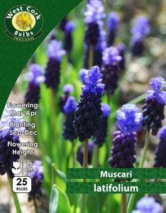 Muscari Latifolium - Green's of Ireland Online Garden Shop. Muscari, West Cork Bulbs, Daffodil Bulbs, Tulip Bulbs, Crocus Bulbs, Autumn Bulbs, Bulbs, Cheap Bulbs