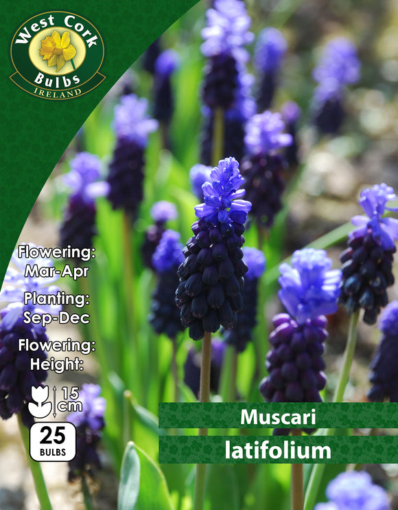 Muscari Latifolium - Green's of Ireland Online Garden Shop. Muscari, West Cork Bulbs, Daffodil Bulbs, Tulip Bulbs, Crocus Bulbs, Autumn Bulbs, Bulbs, Cheap Bulbs