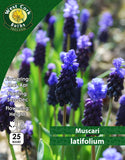 Muscari Latifolium - Green's of Ireland Online Garden Shop. Muscari, West Cork Bulbs, Daffodil Bulbs, Tulip Bulbs, Crocus Bulbs, Autumn Bulbs, Bulbs, Cheap Bulbs