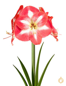Amaryllis Monte Carlo