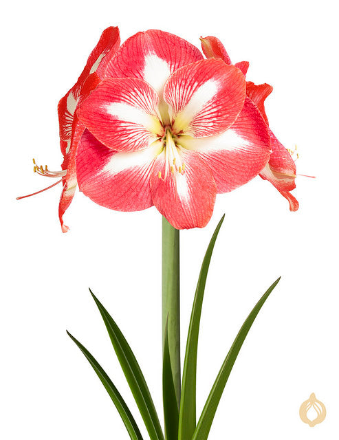 Amaryllis Monte Carlo