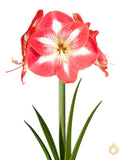 Amaryllis Monte Carlo