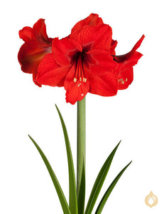 Amaryllis Olaf