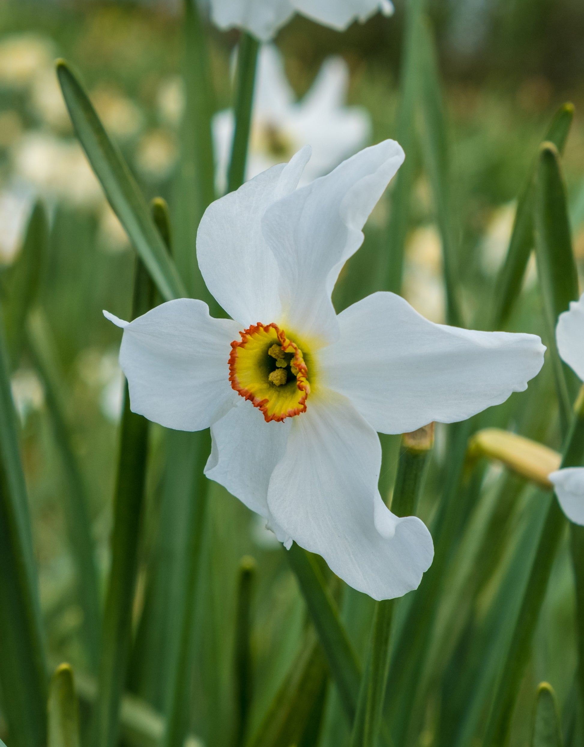 Daffodils Pheasant Eye - Green's of Ireland Online Garden Shop. Flower Bulbs, West Cork Bulbs, Daffodil Bulbs, Tulip Bulbs, Crocus Bulbs, Autumn Bulbs, Bulbs, Cheap Bulbs
