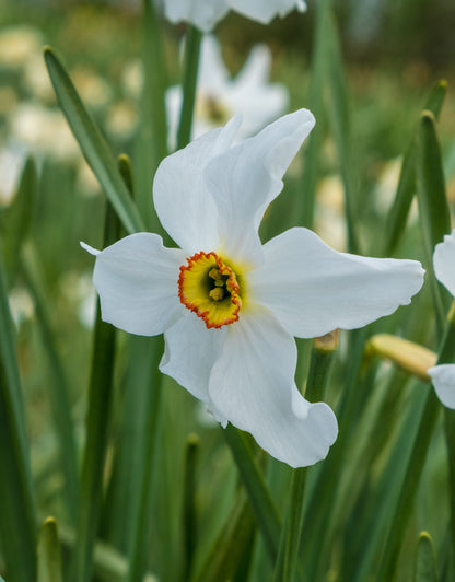 Daffodils Pheasant Eye - Green's of Ireland Online Garden Shop. Flower Bulbs, West Cork Bulbs, Daffodil Bulbs, Tulip Bulbs, Crocus Bulbs, Autumn Bulbs, Bulbs, Cheap Bulbs