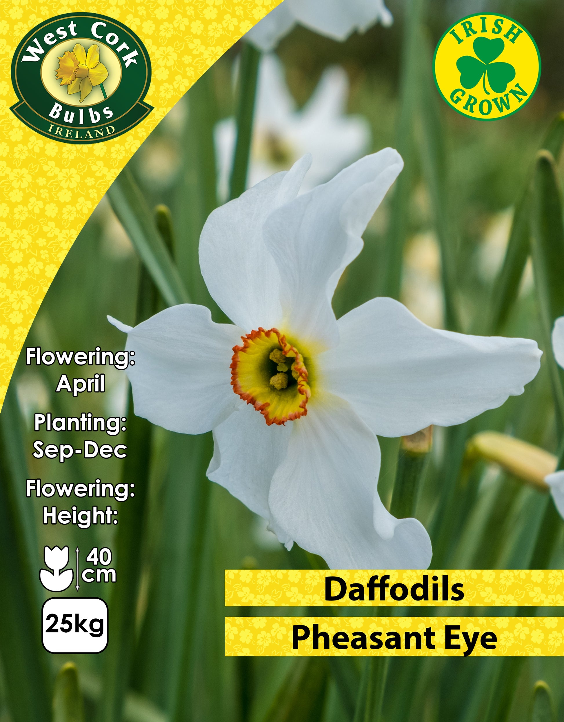 Daffodils Pheasant Eye - Green's of Ireland Online Garden Shop. Flower Bulbs, West Cork Bulbs, Daffodil Bulbs, Tulip Bulbs, Crocus Bulbs, Autumn Bulbs, Bulbs, Cheap Bulbs