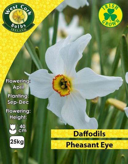Daffodils Pheasant Eye - Green's of Ireland Online Garden Shop. Flower Bulbs, West Cork Bulbs, Daffodil Bulbs, Tulip Bulbs, Crocus Bulbs, Autumn Bulbs, Bulbs, Cheap Bulbs