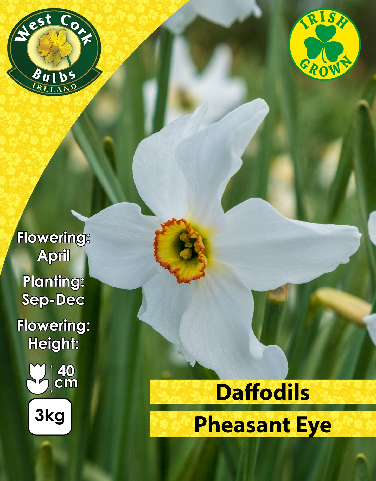 Daffodils Pheasant Eye - Green's of Ireland Online Garden Shop. Flower Bulbs, West Cork Bulbs, Daffodil Bulbs, Tulip Bulbs, Crocus Bulbs, Autumn Bulbs, Bulbs, Cheap Bulbs