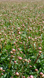 Irish Grown Peonies <p>Pink Sarah Bernard</p> - Green's of Ireland Online Garden Shop.  Cut Flowers, Killowen Orchard, Daffodil Bulbs, Tulip Bulbs, Crocus Bulbs, Autumn Bulbs, Bulbs, Cheap Bulbs
