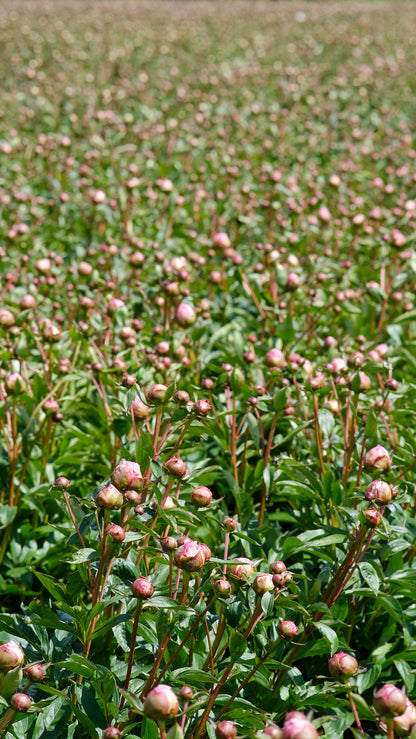 Irish Grown Peonies <p>Festiva Maxima</p> - Green's of Ireland Online Garden Shop.  Cut Flowers, Killowen Orchard, Daffodil Bulbs, Tulip Bulbs, Crocus Bulbs, Autumn Bulbs, Bulbs, Cheap Bulbs