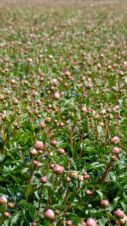 Irish Grown Peonies <p>Pink Sarah Bernard</p> - Green's of Ireland Online Garden Shop.  Cut Flowers, Killowen Orchard, Daffodil Bulbs, Tulip Bulbs, Crocus Bulbs, Autumn Bulbs, Bulbs, Cheap Bulbs