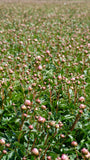 Irish Grown Peonies <p>Pink Sarah Bernard</p> - Green's of Ireland Online Garden Shop.  Cut Flowers, Killowen Orchard, Daffodil Bulbs, Tulip Bulbs, Crocus Bulbs, Autumn Bulbs, Bulbs, Cheap Bulbs