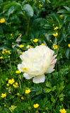 Irish Grown Peonies <p>Festiva Maxima</p> - Green's of Ireland Online Garden Shop.  Cut Flowers, Killowen Orchard, Daffodil Bulbs, Tulip Bulbs, Crocus Bulbs, Autumn Bulbs, Bulbs, Cheap Bulbs