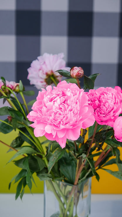 Bare root peonies Coral Charm - Green's of Ireland Online Garden Shop.  Peonies, West Cork Bulbs, Daffodil Bulbs, Tulip Bulbs, Crocus Bulbs, Autumn Bulbs, Bulbs, Cheap Bulbs