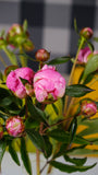 Irish Grown Peonies <p>Alexander Fleming</p> - Green's of Ireland Online Garden Shop.  Cut Flowers, Killowen Orchard, Daffodil Bulbs, Tulip Bulbs, Crocus Bulbs, Autumn Bulbs, Bulbs, Cheap Bulbs