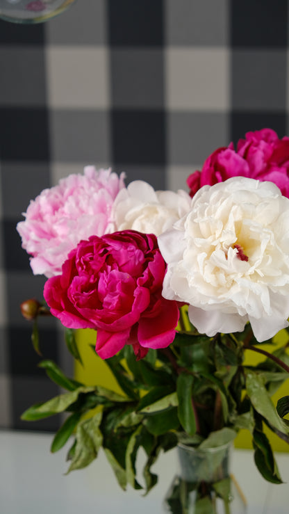 Irish Grown Peonies <p>Three Colour Mix</p> - Green's of Ireland Online Garden Shop.  Cut Flowers, Killowen Orchard, Daffodil Bulbs, Tulip Bulbs, Crocus Bulbs, Autumn Bulbs, Bulbs, Cheap Bulbs