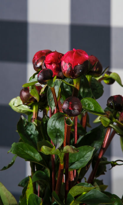 Irish Grown Peonies <p>Red Sarah Bernard</p> - Green's of Ireland Online Garden Shop.  Cut Flowers, Killowen Orchard, Daffodil Bulbs, Tulip Bulbs, Crocus Bulbs, Autumn Bulbs, Bulbs, Cheap Bulbs