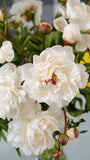 Irish Grown Peonies <p>Festiva Maxima</p> - Green's of Ireland Online Garden Shop.  Cut Flowers, Killowen Orchard, Daffodil Bulbs, Tulip Bulbs, Crocus Bulbs, Autumn Bulbs, Bulbs, Cheap Bulbs