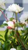 Irish Grown Peonies <p>Festiva Maxima</p> - Green's of Ireland Online Garden Shop.  Cut Flowers, Killowen Orchard, Daffodil Bulbs, Tulip Bulbs, Crocus Bulbs, Autumn Bulbs, Bulbs, Cheap Bulbs