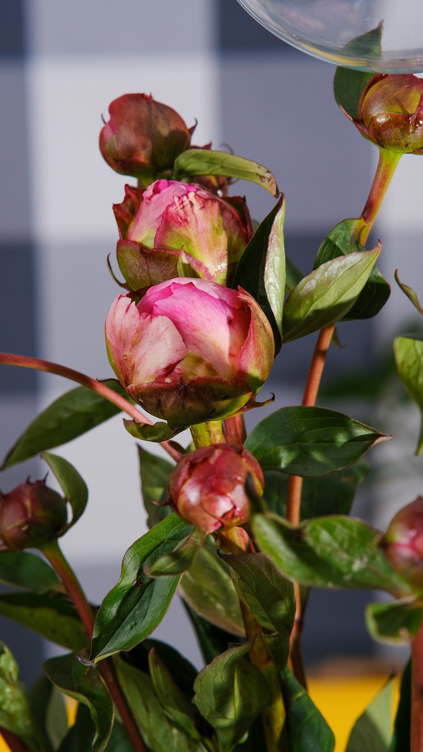 Irish Grown Peonies <p>Three Colour Mix</p> - Green's of Ireland Online Garden Shop.  Cut Flowers, Killowen Orchard, Daffodil Bulbs, Tulip Bulbs, Crocus Bulbs, Autumn Bulbs, Bulbs, Cheap Bulbs