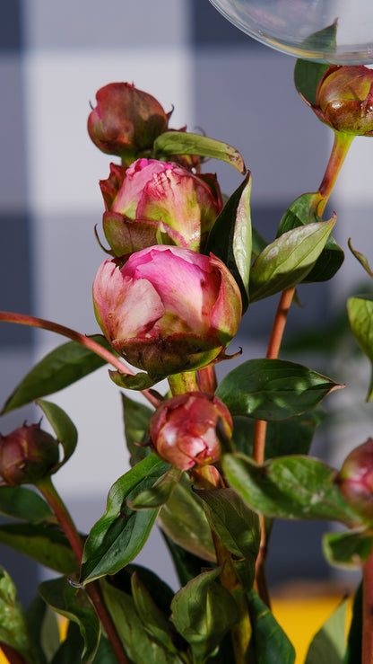 Irish Grown Peonies <p>Three Colour Mix</p> - Green's of Ireland Online Garden Shop.  Cut Flowers, Killowen Orchard, Daffodil Bulbs, Tulip Bulbs, Crocus Bulbs, Autumn Bulbs, Bulbs, Cheap Bulbs