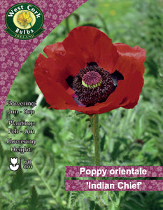Poppy orientale "Indian Chief"