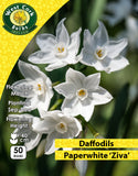 Multiheaded Daffodils Paperwhite 'Ziva' - Green's of Ireland Online Garden Shop. Flower Bulbs, West Cork Bulbs, Daffodil Bulbs, Tulip Bulbs, Crocus Bulbs, Autumn Bulbs, Bulbs, Cheap Bulbs