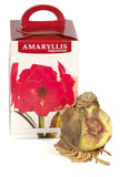 Amaryllis Red Lion - Green's of Ireland Online Garden Shop.  Amaryllis, West Cork Bulbs, Daffodil Bulbs, Tulip Bulbs, Crocus Bulbs, Autumn Bulbs, Bulbs, Cheap Bulbs