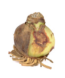 Amaryllis Red Lion - Green's of Ireland Online Garden Shop.  Amaryllis, West Cork Bulbs, Daffodil Bulbs, Tulip Bulbs, Crocus Bulbs, Autumn Bulbs, Bulbs, Cheap Bulbs