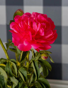Peony Cut flower 'Red Sarah Bernhardt' bouquet