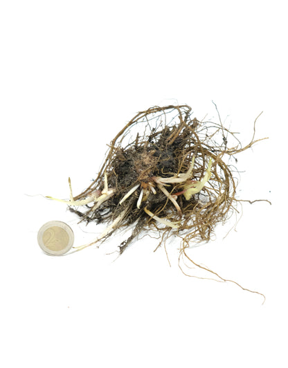 Rudbeckia 'Prairie Glow' - Green's of Ireland Online Garden Shop.  Flower Bulbs, West Cork Bulbs, Daffodil Bulbs, Tulip Bulbs, Crocus Bulbs, Autumn Bulbs, Bulbs, Cheap Bulbs