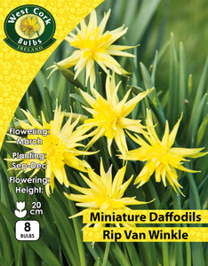 Miniature Daffodils Rip Van Winkle - Green's of Ireland Online Garden Shop. Flower Bulbs, West Cork Bulbs, Daffodil Bulbs, Tulip Bulbs, Crocus Bulbs, Autumn Bulbs, Bulbs, Cheap Bulbs