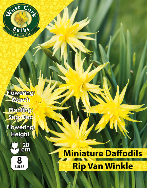 Miniature Daffodils Rip Van Winkle - Green's of Ireland Online Garden Shop. Flower Bulbs, West Cork Bulbs, Daffodil Bulbs, Tulip Bulbs, Crocus Bulbs, Autumn Bulbs, Bulbs, Cheap Bulbs