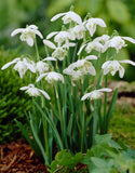 Snowdrops Flore Pleno - Green's of Ireland Online Garden Shop. Snowdrops, West Cork Bulbs, Daffodil Bulbs, Tulip Bulbs, Crocus Bulbs, Autumn Bulbs, Bulbs, Cheap Bulbs