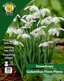 Snowdrops Flore Pleno - Green's of Ireland Online Garden Shop. Snowdrops, West Cork Bulbs, Daffodil Bulbs, Tulip Bulbs, Crocus Bulbs, Autumn Bulbs, Bulbs, Cheap Bulbs