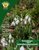 Snowdrops Woronowii - Green's of Ireland Online Garden Shop. Snowdrops, West Cork Bulbs, Daffodil Bulbs, Tulip Bulbs, Crocus Bulbs, Autumn Bulbs, Bulbs, Cheap Bulbs