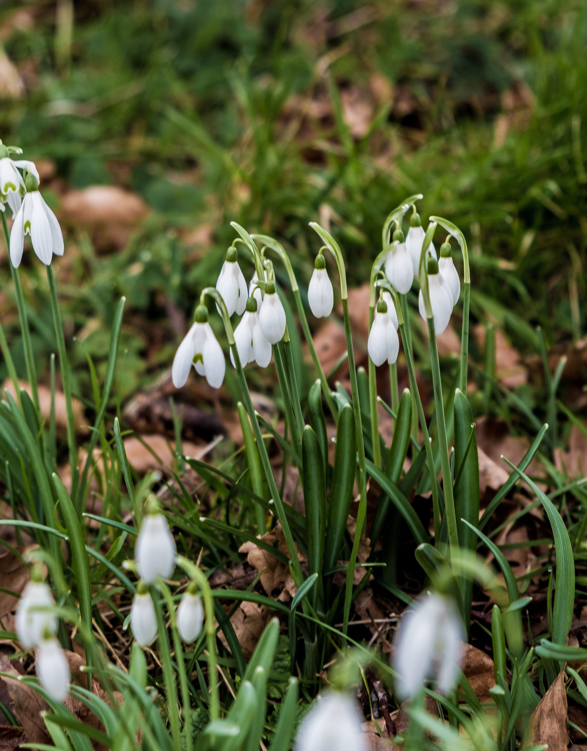 Snowdrops Woronowii - Green's of Ireland Online Garden Shop. Snowdrops, West Cork Bulbs, Daffodil Bulbs, Tulip Bulbs, Crocus Bulbs, Autumn Bulbs, Bulbs, Cheap Bulbs