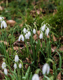 Snowdrops Woronowii - Green's of Ireland Online Garden Shop. Snowdrops, West Cork Bulbs, Daffodil Bulbs, Tulip Bulbs, Crocus Bulbs, Autumn Bulbs, Bulbs, Cheap Bulbs
