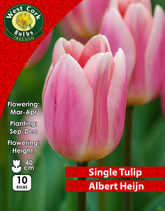 Single Tulip Albert Heijn - Green's of Ireland Online Garden Shop. Tulips, West Cork Bulbs, Daffodil Bulbs, Tulip Bulbs, Crocus Bulbs, Autumn Bulbs, Bulbs, Cheap Bulbs