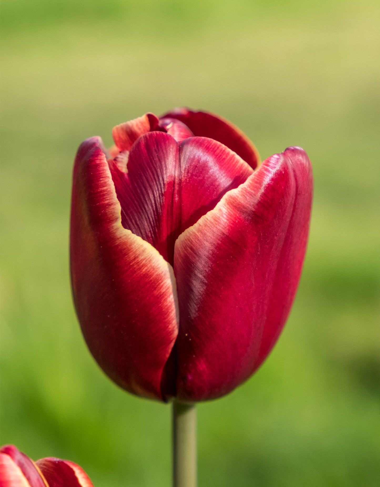 Single Tulip Arabian Mystery - Green's of Ireland Online Garden Shop. Tulips, West Cork Bulbs, Daffodil Bulbs, Tulip Bulbs, Crocus Bulbs, Autumn Bulbs, Bulbs, Cheap Bulbs